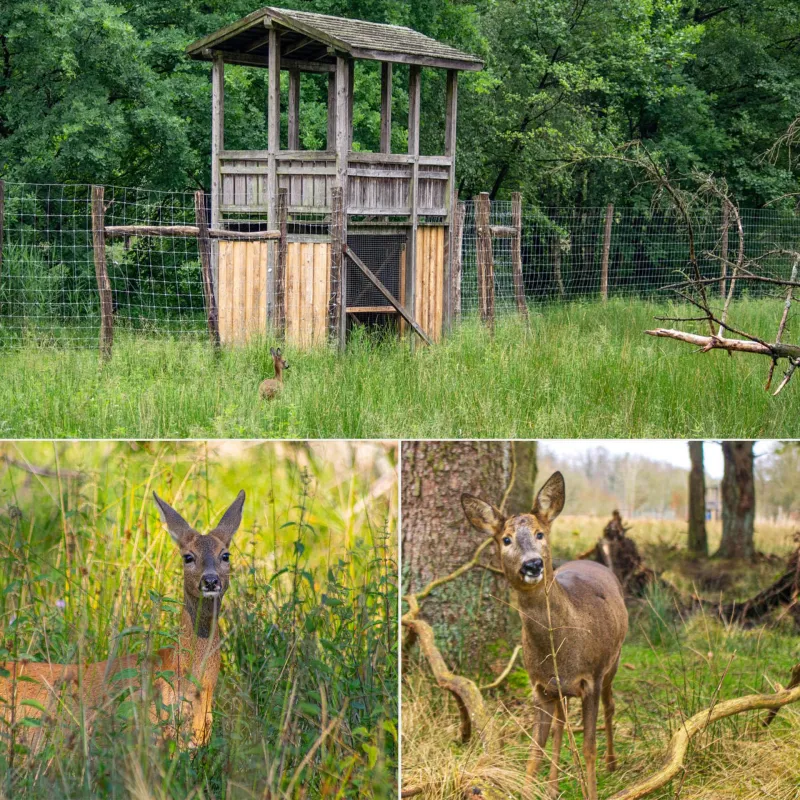 Rehschutzhaus im Wildpark Müden