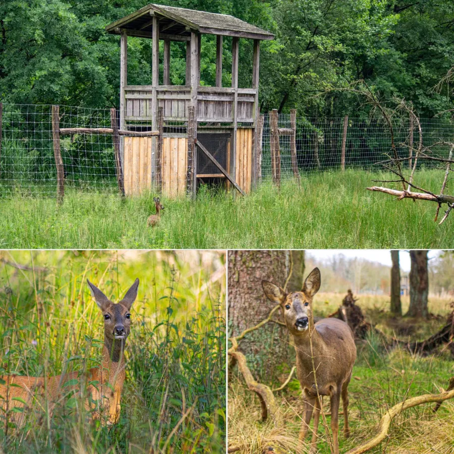 Rehschutzhaus im Wildpark Müden