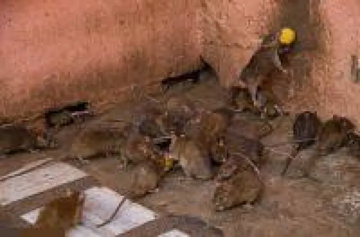 Bild: Ratten in Berlin - ein nagendes Gefühl