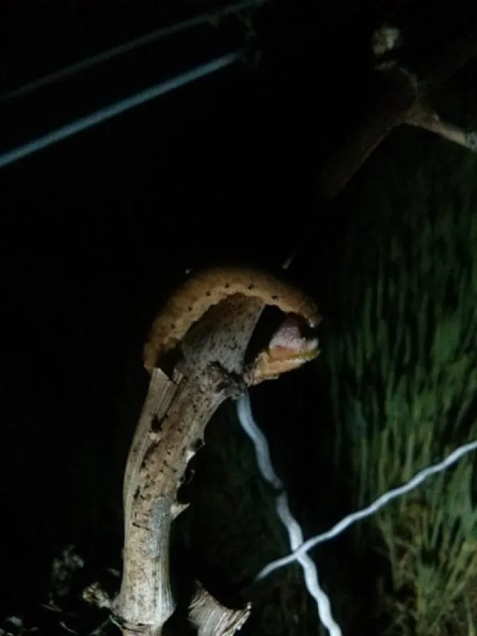 Erdraupen: Gefahr für den Weinbau. Ganze Parzellen werden nach mildem Winter kahlgefressen.