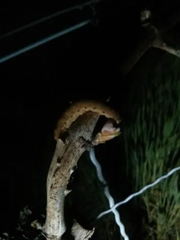 Bild: Erdraupen: Neue Bedrohung für Frankens Weinberge