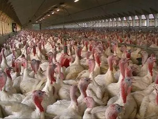 Bild: Putenfleisch liegt im Trend Der Verzehr hat sich in den letzten 10 Jahren auf 49 Mio Puten pro Jahr verdoppelt