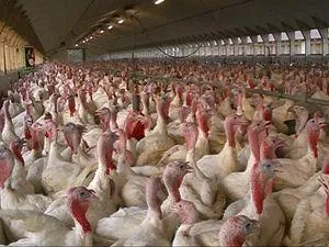 Bild: Putenfleisch liegt im Trend Der Verzehr hat sich in den letzten 10 Jahren auf 49 Mio Puten pro Jahr verdoppelt