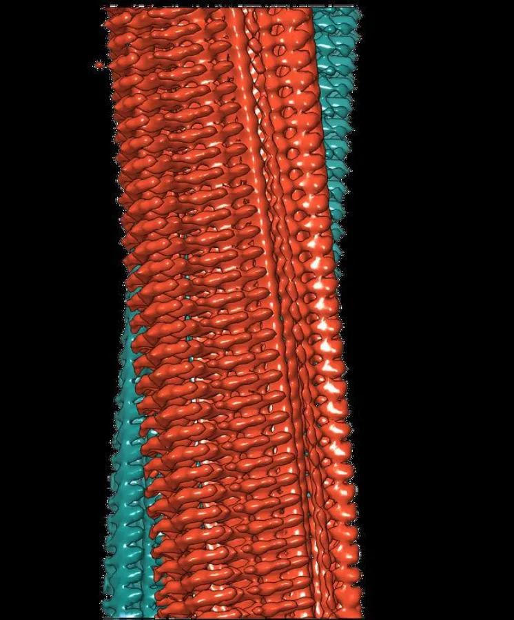 3D-Rekonstruktion einer Amyloid-Fibrille aus zwei Protofilamenten (rot/grün), die aus Kryo-Elektronenmikroskopie-Aufnahmen errechnet wurde (Forschungszentrum Jülich / HHU Düsseldorf / Gunnar Schröder
