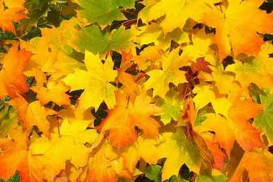 Bild: Bunt wie der Herbst