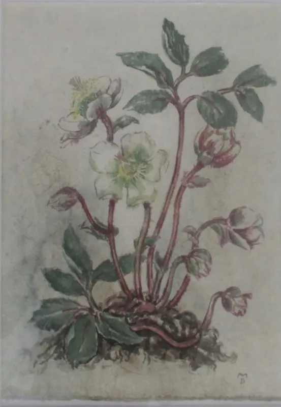 Margret Duisberg