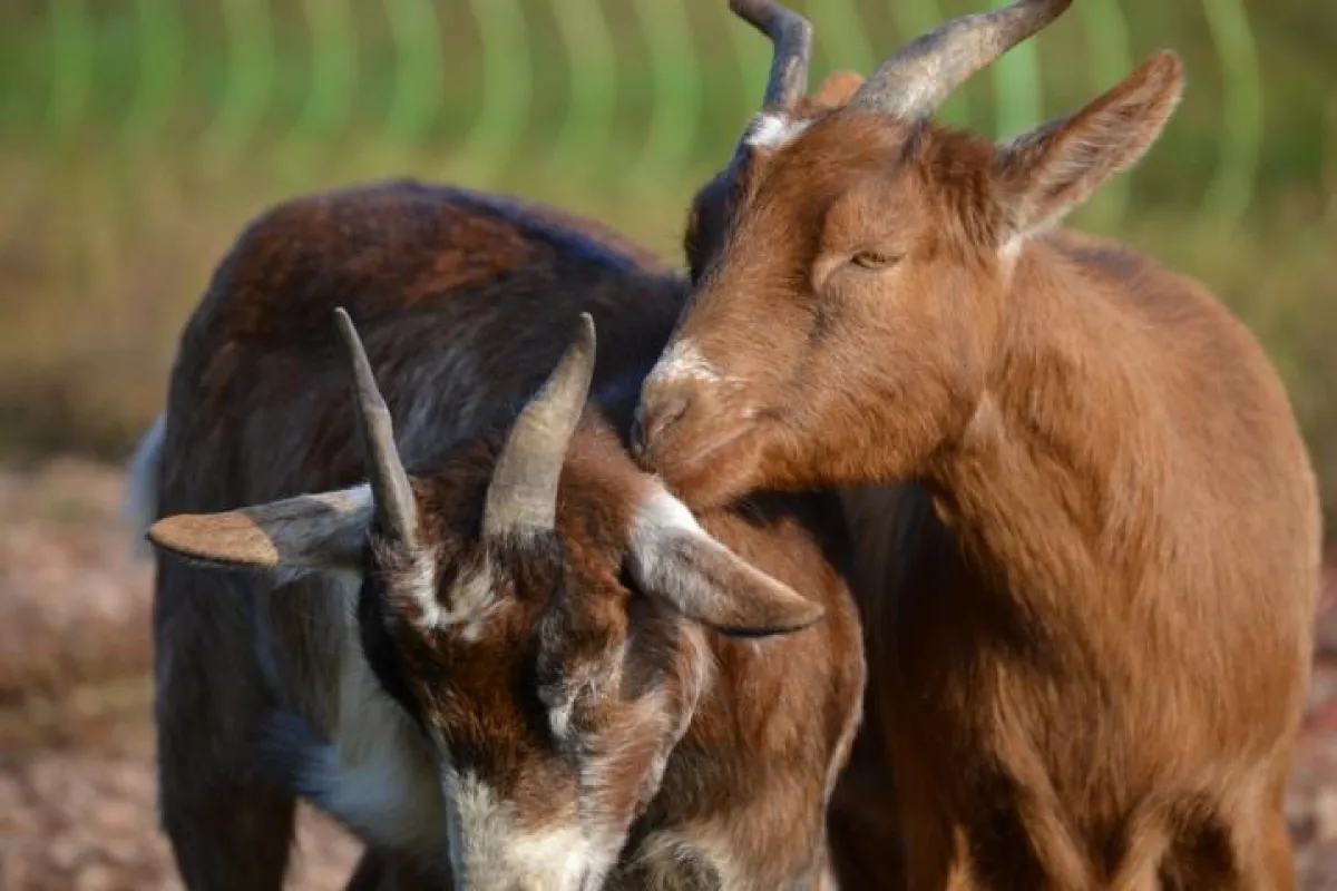 Bilder Archiv Porderhof 2015: Wohlfühlen mit Mensch und Natur auf dem Weingut Porderhof.