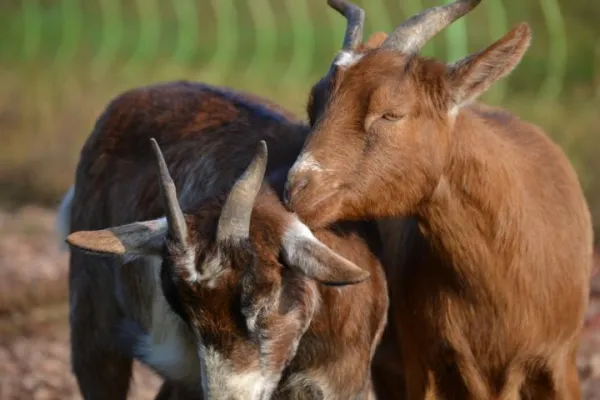 Bild: Findet Wein die Wahrheit? Autorenlesung mit Weinprobe