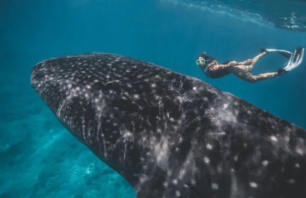 Bild: "Für die Nachhaltigkeit!" 
