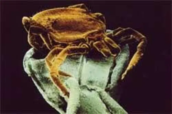 FSME: Invasion der kleinen Monster Bild: FSME: Invasion der kleinen Monster