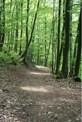 Bild: Urlaub im Nationalpark Harz - dem größten Wald-Nationalpark Deutschlands