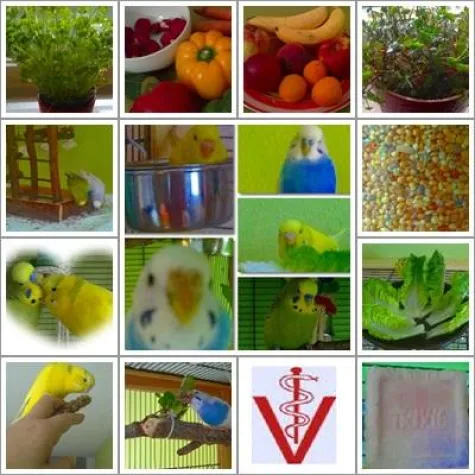 Bedürfnisse von Wellensittichen Bild: Bedürfnisse von Wellensittichen