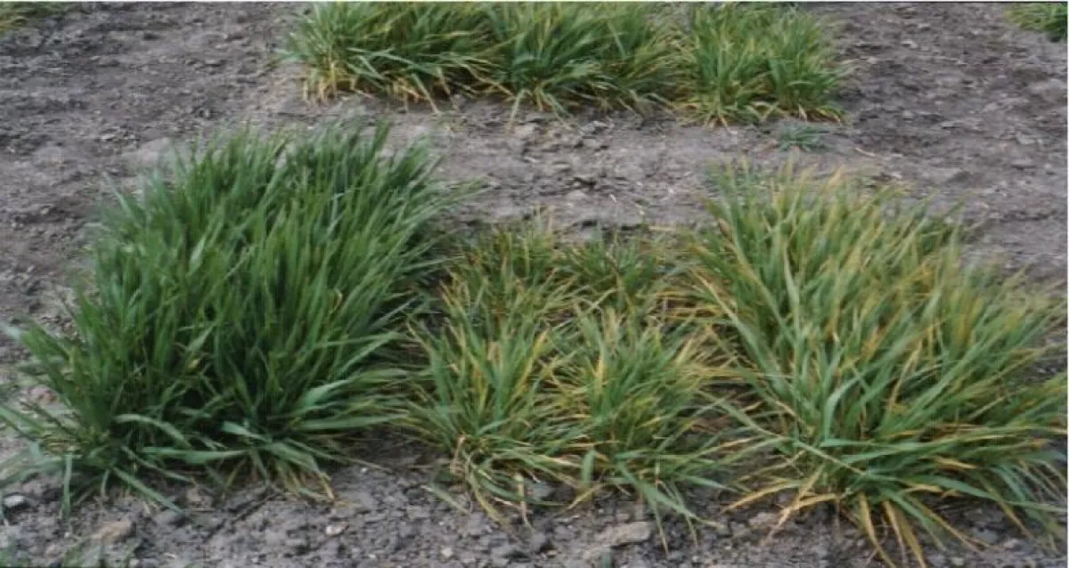 Gesunde, virusresistente Gerste (li.) neben anfälligen, virusbefallenen Pflanzen (re.)