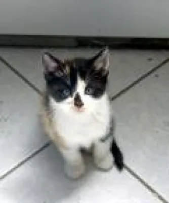 Bild: 5 Jahre Tierschutzverein Güstrow und Umgebung e.V.