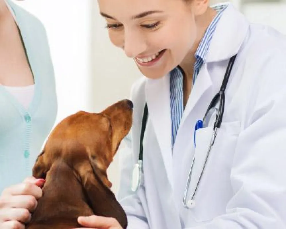 Seminar Tiermedizin - Onkologie - Innovative Ansätze und Arbeitsschutz