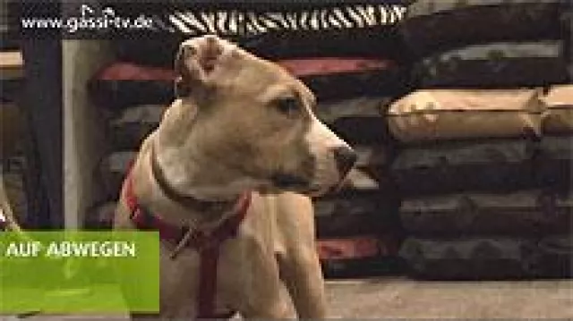 Bild: Die Hundemesse 2009 in Eschweiler