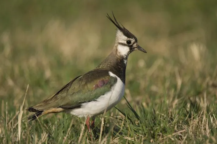 Bild: Eine Wiese für den Kiebitz – Naturefund startet neues Schutzprojekt