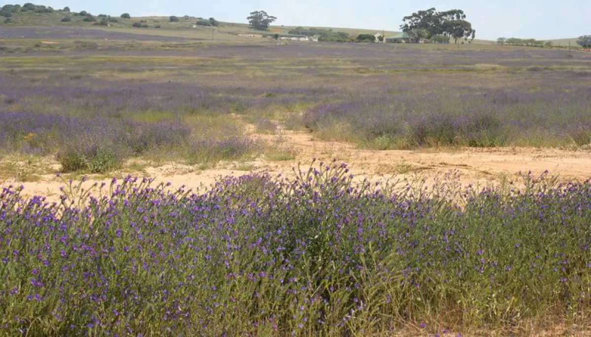 Der Wegerichblättrige Natternkopf ist im südlichen Europa heimisch und bestens an vom Menschen geschaffene Lebensräume angepasst. (Copyright: Ladislav Mucina)