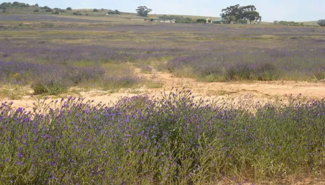 Bild: Welche Pflanzenarten aus Europa andere Kontinente besiedeln