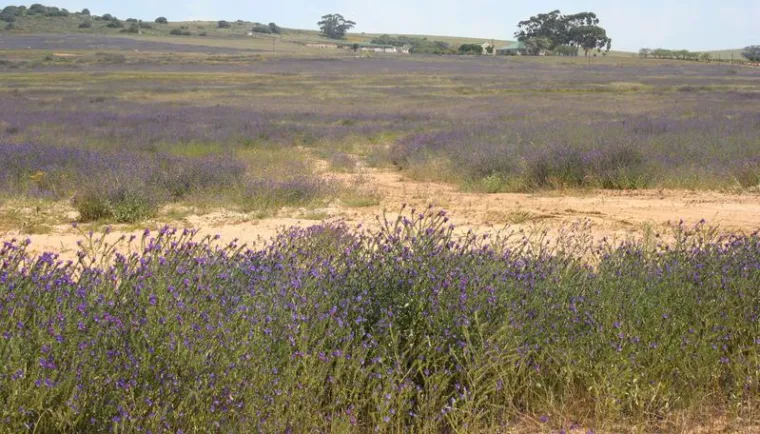 Bild: Welche Pflanzenarten aus Europa andere Kontinente besiedeln