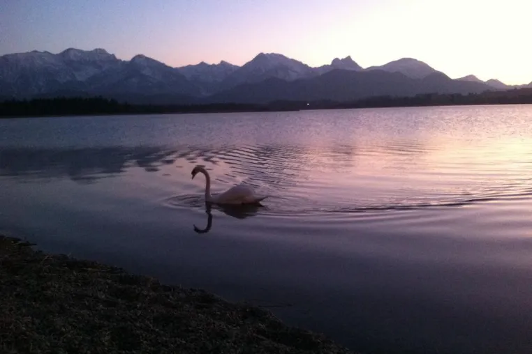 Bild: „White Swan“ - Der Soundtrack für den Valentinstag