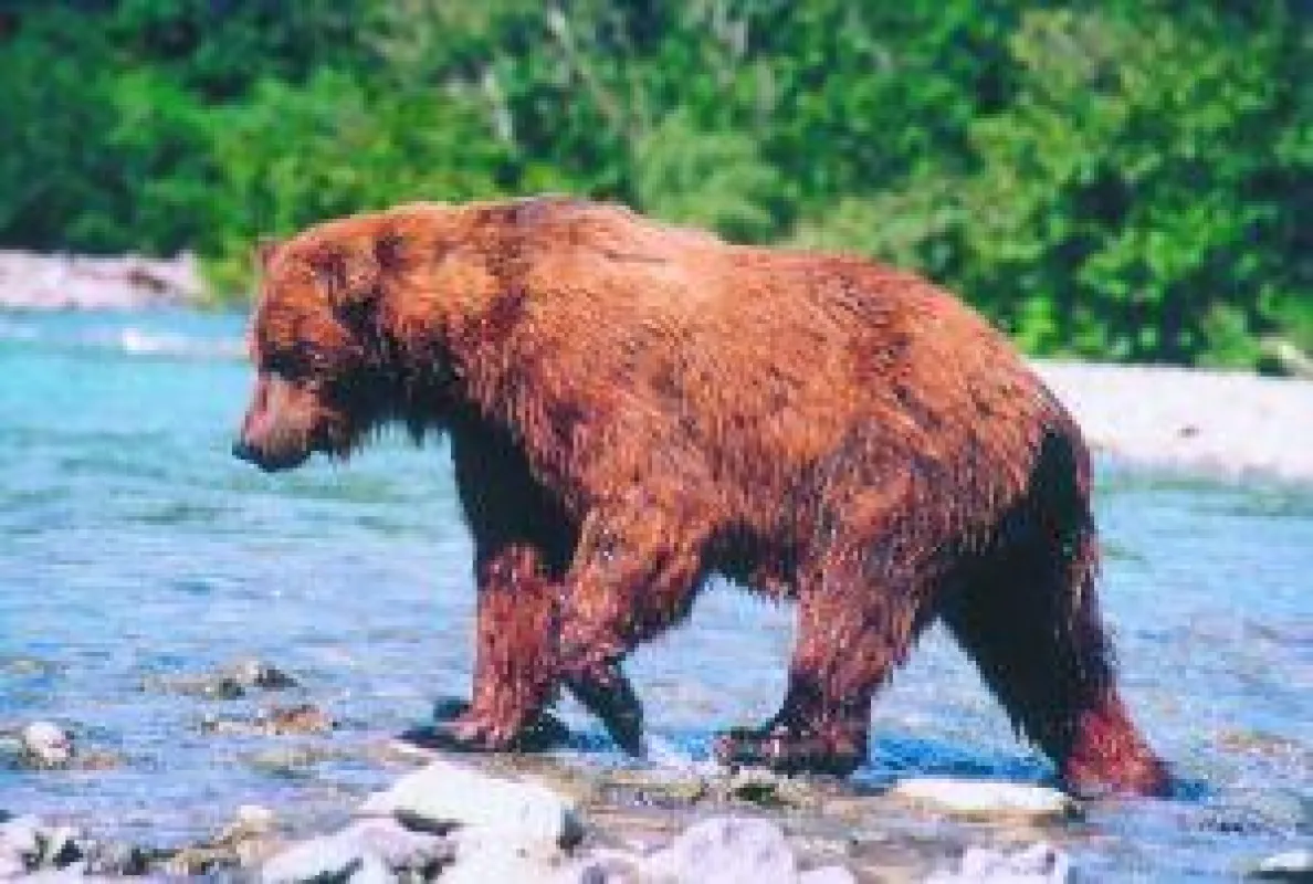 BU: Grizzly, Foto: Wikinger Reisen. Abdruck honorarfrei, bitte nur mit Quellenangabe. Foto senden wir gern in hoher Auflösung zu. Bitte per Mail bei der Pressestelle anfordern.