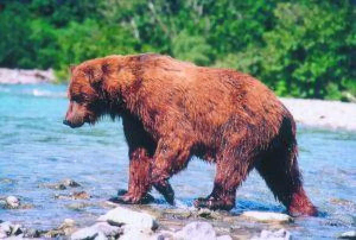 BU: Grizzly, Foto: Wikinger Reisen. Abdruck honorarfrei, bitte nur mit Quellenangabe. Foto senden wir gern in hoher Auflösung zu. Bitte per Mail bei der Pressestelle anfordern.