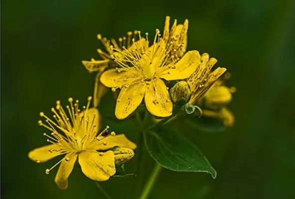 Bild: Johanniskraut ist die Arzneipflanze des Jahres 2015