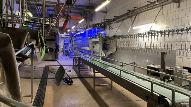 Bild: Schlachthof Buckl wird abgewickelt - Strafbefehle nach Tierquälerei verhängt