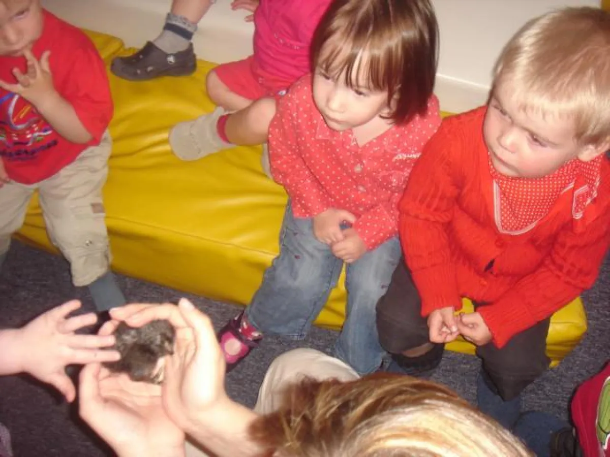 Begutachtung eines geschlüpften Kükens