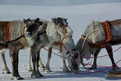 Rendez-vous mit dem Rentier in Schwedisch Lappland Bild: Rendez-vous mit dem Rentier in Schwedisch Lappland