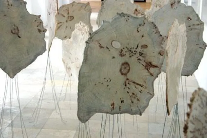 Bäume in Bewegung: Peter Wagensonner schafft „Lebensbäume_Lebensräume“ in Erlangen Bild: Bäume in Bewegung: Peter Wagensonner schafft „Lebensbäume_Lebensräume“ in Erlangen