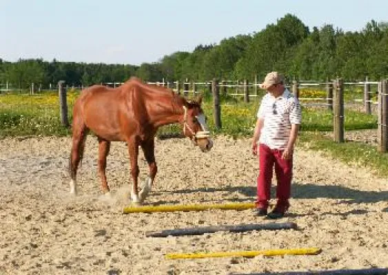 Führen mit Pferden Bild: Führen mit Pferden