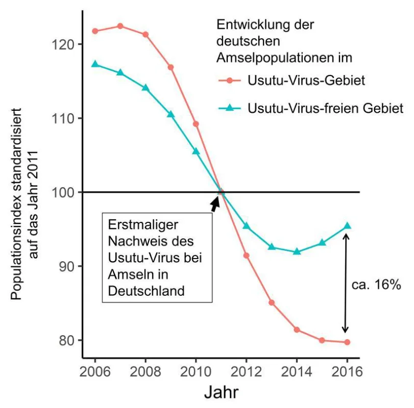 Diagramm über den Rückgang der Amselpopulationen (2006 – 2016) (Grafik: BNITM)