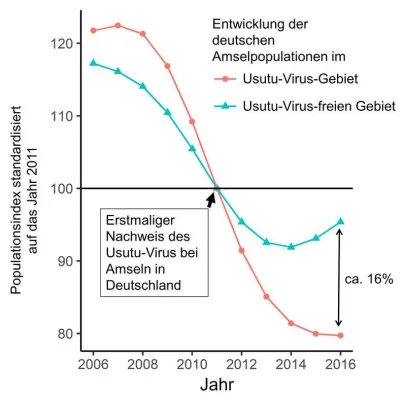 Bild: Usutu-Virus verringert Amselpopulation im Ausbruchsgebiet
