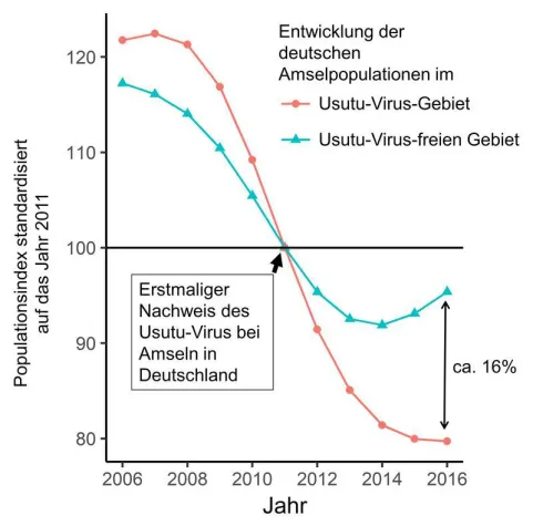 Bild: Usutu-Virus verringert Amselpopulation im Ausbruchsgebiet