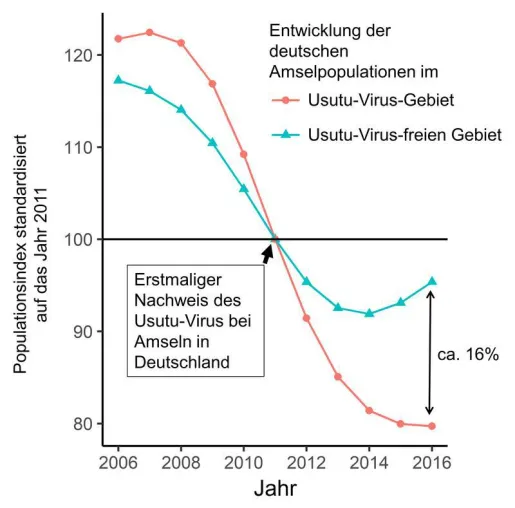 Bild: Usutu-Virus verringert Amselpopulation im Ausbruchsgebiet