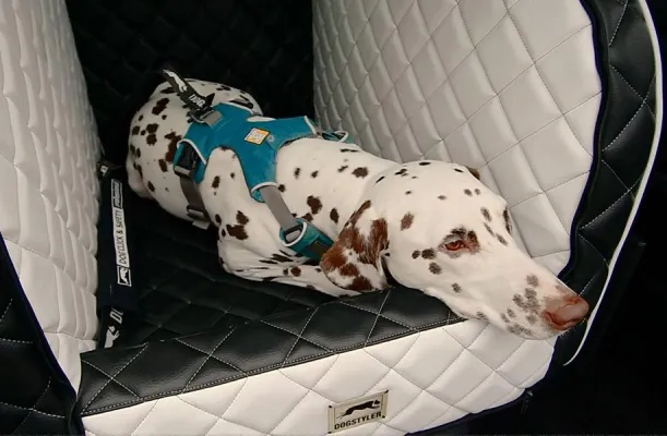 Bild: DOGSTYLER(R) informiert: todsicher angeschnallt? Die fünf häufigsten Ausreden von Hundehaltern