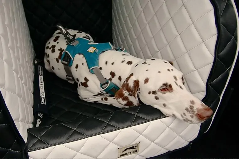Bild: DOGSTYLER(R) informiert: todsicher angeschnallt? Die fünf häufigsten Ausreden von Hundehaltern
