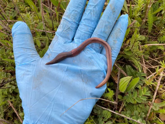 Bild: Regenwürmer mögen Blühstreifen: Auch unterirdische Artenvielfalt profitiert deutlich von den mehrjährigen Strukturen