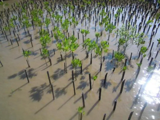 Bild: Mangroven Wiederaufforstung: Yuu’n Mee lebt Nachhaltigkeit