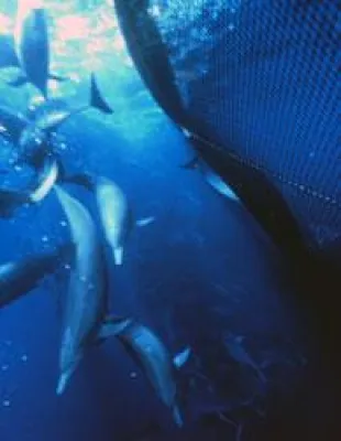 Bild: EDEKA verkauft Dosenthunfisch mit "Delfin-Blut" auf Empfehlung des WWF