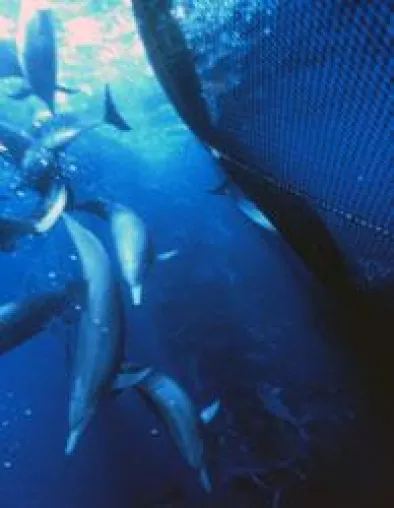 EDEKA verkauft Dosenthunfisch mit "Delfin-Blut" auf Empfehlung des WWF Bild: EDEKA verkauft Dosenthunfisch mit "Delfin-Blut" auf Empfehlung des WWF