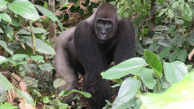 Bild: Odzala – das Fenster zum Regenwald geht online.