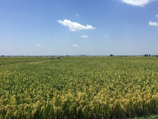 Bild: Ansatz zur Bekämpfung bakterieller Reiskrankheiten in Ostafrika