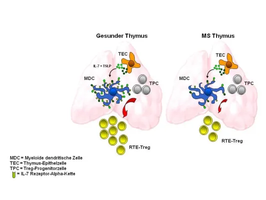 Bild: Zu wenig Botenstoffe für Nachwuchsmangel bei bestimmten Immunzellen verantwortlich