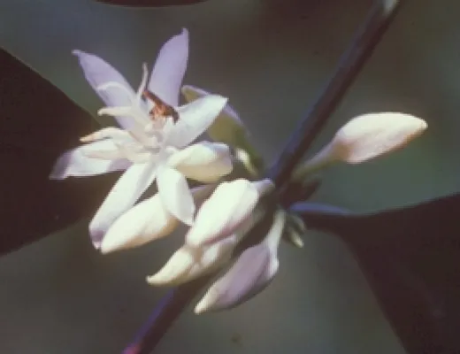 Bild: Kaffee macht Ratten rattenscharf: Neue Studien zum Sexualverhalten der Nager zeigen Erstaunliches