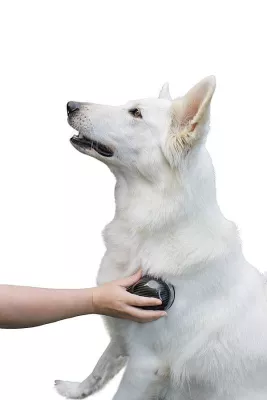 Bild: Gesundheit für unsere Haustiere - Der Airnergy-Stream für Tiere