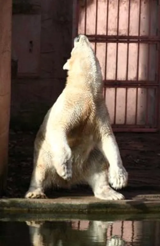 Bewegungsstereotypie bei einem Nürnberger Eisbären, (c) PETA