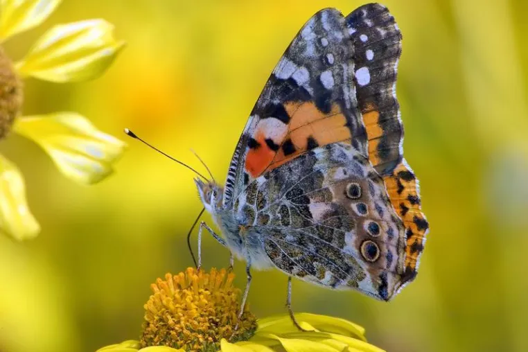 Bild: Rapid environmental change makes species more vulnerable to extinction